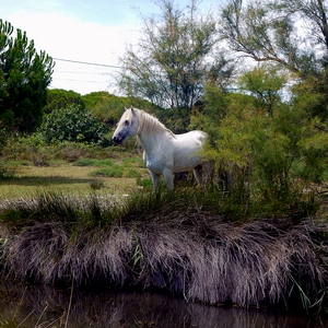 Cheval blanc dans un pré au bord de l'eau - France  - collection de photos clin d'oeil, catégorie animaux